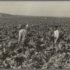 Filipino boys cutting cauliflower (gang labor) near Santa Maria, California
