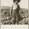 Filipino boy of a labor gang cutting cauliflower near Santa Maria, California