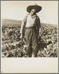 Filipino boy of a labor gang cutting cauliflower near Santa Maria, California