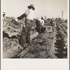 Filipino crew of fifty-five boys cutting and loading lettuce. Imperial Valley, California