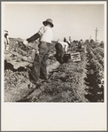 Filipino crew of fifty-five boys cutting and loading lettuce. Imperial Valley, California
