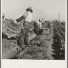 Filipino crew of fifty-five boys cutting and loading lettuce. Imperial Valley, California