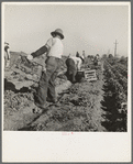 Filipino crew of fifty-five boys cutting and loading lettuce. Imperial Valley, California