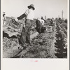 Filipino crew of fifty-five boys cutting and loading lettuce. Imperial Valley, California