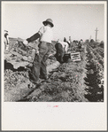 Filipino crew of fifty-five boys cutting and loading lettuce. Imperial Valley, California
