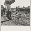 Carrot pullers from Texas, Oklahoma, Arkansas, Missouri and Mexico. Coachella Valley, California. "We come from all states and we can't make a dollar a day in this field noways. Working from seven in the morning till twelve noon we earn an average of thirty five cents"