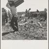 Carrot pullers from Texas, Oklahoma, Arkansas, Missouri and Mexico. Coachella Valley, California. "We come from all states and we can't make a dollar a day in this field noways. Working from seven in the morning till twelve noon we earn an average of thirty five cents"