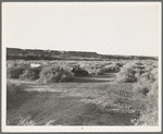 California migratory farm laborers, drought refugees from Oklahoma, camped in the brush on the river bottom with no water or sanitation. On the outskirts of Brawley. Imperial Valley, California