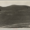 The pea fields of the California coast