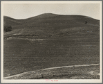 The pea fields of the California coast