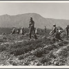 Coachella Valley, California. Carrot pullers from Texas, Oklahoma, Arkansas, Missouri and Mexico. "We come from all states, and we can't make a dollar a day in this field noways. Working from seven in the morning till twelve noon we earn an average of thirty five cents"