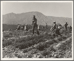 Coachella Valley, California. Carrot pullers from Texas, Oklahoma, Arkansas, Missouri and Mexico. "We come from all states, and we can't make a dollar a day in this field noways. Working from seven in the morning till twelve noon we earn an average of thirty five cents"