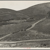 The pea fields of the California coast