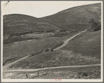 The pea fields of the California coast