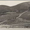 The pea fields of the California coast