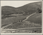 The pea fields of the California coast