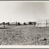 Camp of migratory workers. Imperial County, California