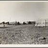 Camp of migratory workers. Imperial County, California