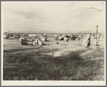 Auto camp north of Calipatria, California. Approximately eighty families from the Dust Bowl are camped here. They pay fifty cents a week. The only available work now is agricultural labor