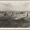 Auto camp north of Calipatria, California. Approximately eighty families from the Dust Bowl are camped here. They pay fifty cents a week. The only available work now is agricultural labor