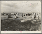 Auto camp north of Calipatria, California. Approximately eighty families from the Dust Bowl are camped here. They pay fifty cents a week. The only available work now is agricultural labor