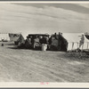 Squatter camp on county road near Calipatria. Forty families from the dust bowl have been camped here for months on the edge of the pea fields. There has been no work because the crop was frozen