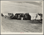 Squatter camp on county road near Calipatria. Forty families from the dust bowl have been camped here for months on the edge of the pea fields. There has been no work because the crop was frozen