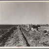 Squatter camp on county road near Calipatria. Forty families from the dust bowl have been camped here for months on the edge of the pea fields. There has been no work because the crop was frozen