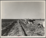Squatter camp on county road near Calipatria. Forty families from the dust bowl have been camped here for months on the edge of the pea fields. There has been no work because the crop was frozen