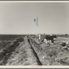 Squatter camp on county road near Calipatria. Forty families from the dust bowl have been camped here for months on the edge of the pea fields. There has been no work because the crop was frozen