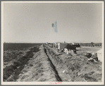 Squatter camp on county road near Calipatria. Forty families from the dust bowl have been camped here for months on the edge of the pea fields. There has been no work because the crop was frozen