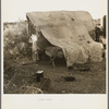 Oklahomans encamped on a river bottom near Holtville, California