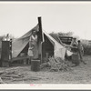 Unemployed family from the Rio Grande Valley, Texas, camped on a river bottom near Holtville, California