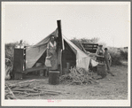 Unemployed family from the Rio Grande Valley, Texas, camped on a river bottom near Holtville, California
