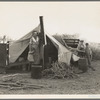 Unemployed family from the Rio Grande Valley, Texas, camped on a river bottom near Holtville, California