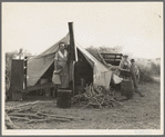 Unemployed family from the Rio Grande Valley, Texas, camped on a river bottom near Holtville, California