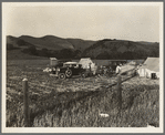 Pea pickers' camp near San Jose, California