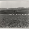 Migratory labor camp in the Santa Clara Valley. Near San Jose, California