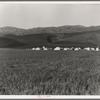 Migratory labor camp in the Santa Clara Valley. Near San Jose, California