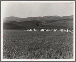 Migratory labor camp in the Santa Clara Valley. Near San Jose, California