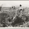 Migratory workers harvesting peas near Nipomo, California
