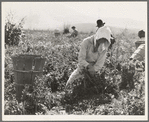 Migratory workers harvesting peas near Nipomo, California