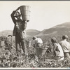 Pea harvest. Family at work. Nipomo, California
