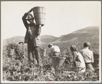 Pea harvest. Family at work. Nipomo, California