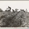 Harvesting peas requires large crews of migratory labor. Nipomo, California