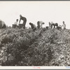 Harvesting peas requires large crews of migratory labor. Nipomo, California