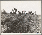 Harvesting peas requires large crews of migratory labor. Nipomo, California