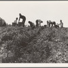 Harvesting peas requires large crews of migratory labor. Nipomo, California