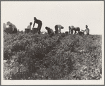Harvesting peas requires large crews of migratory labor. Nipomo, California