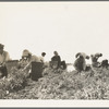 Harvesting peas requires large crews of migratory labor. Nipomo, California